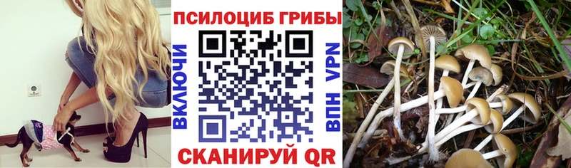 купить   Сельцо  Псилоцибиновые грибы Psilocybe 